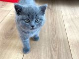 Dişi British Shorthair Yavru