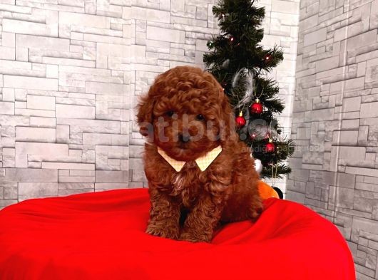 Orjinal Toy Poodle görsel