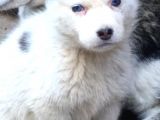 60 Günlük Dişi Husky