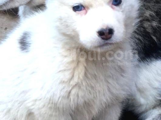 60 Günlük Dişi Husky görsel