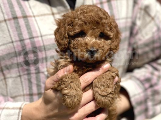 Bebek Surat Toy Poodle Yavrular