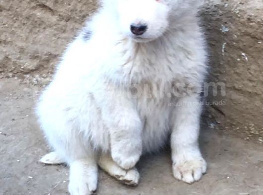 60 Günlük Dişi Husky