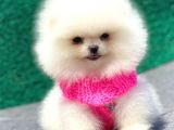 Karbeyaz Pomerani̇an Boo Mi̇ni̇ Boy
