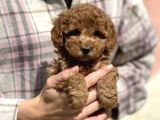 Bebek Surat Toy Poodle Yavrular
