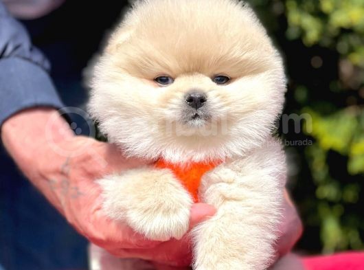 Safkan Pomeranian Boo Yavrularımız görsel