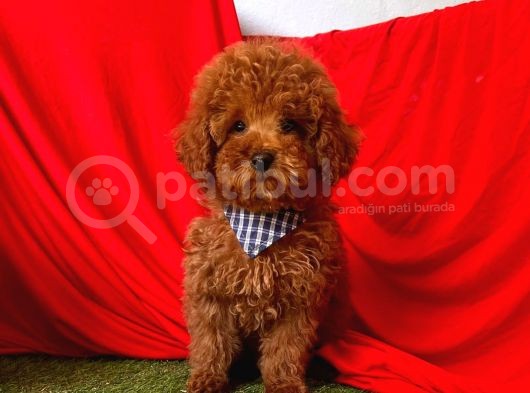 Orji̇nal Toy Poddle görsel