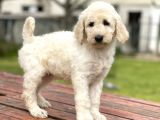 Standart Boy Irk Garantili Poodle Bebekler