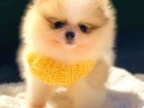 Teddy Bear Di̇şi̇ Party Colour Pomerani̇an Boo