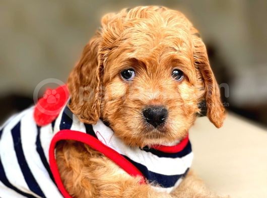 Show Kalite Maltipoo Bebekler