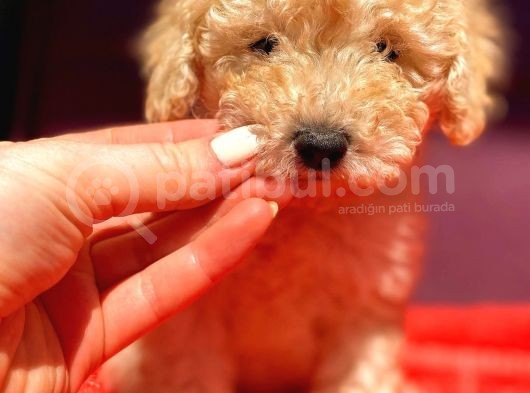 Toy Poodle Di̇şi̇ görsel