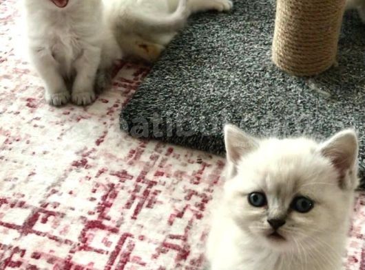 British Blue Point görsel