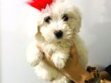 Mini Mini Maltipoo Bebeklerim