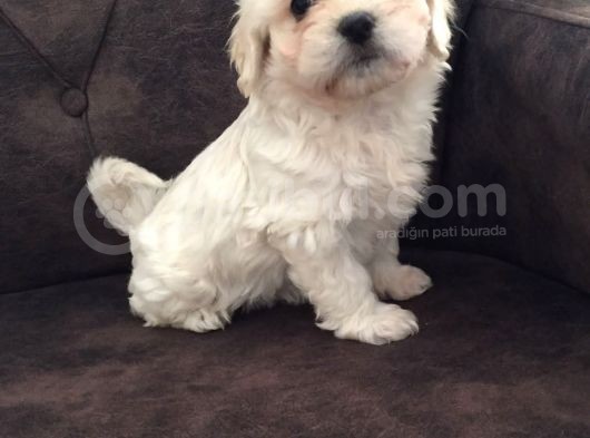 Pırıl Pırıl Maltipoo Bebeklerim görsel