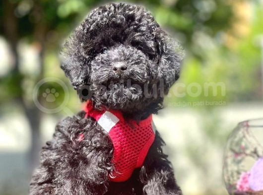 Safkan Toy Poodle Yavrularımız görsel