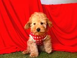 Safkan Toy Poodle Yavrularımız