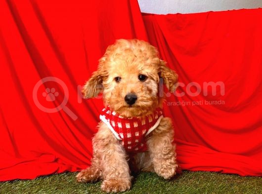 Safkan Toy Poodle Yavrularımız görsel