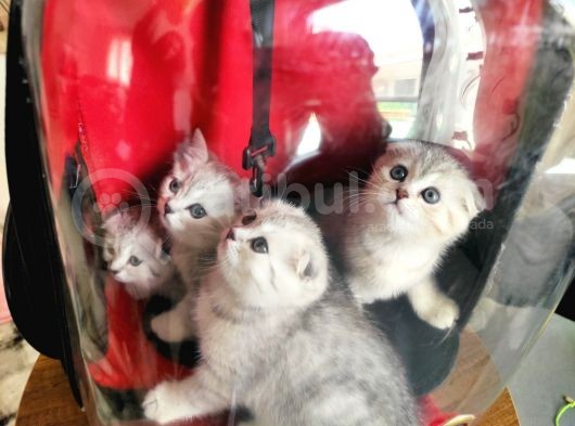 Scottish Fold Ns24 Yavular görsel