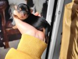 Yorkshire Terrier Yavru (Bursa Köpek Okulu)