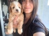 Maltipoo Yavru (Bursa Köpek Okulu)