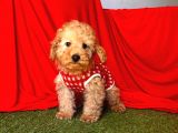 Safkan Toy Poodle Yavrularımız