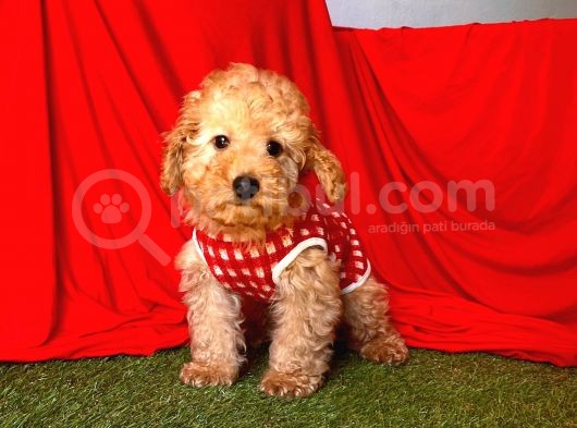 Safkan Toy Poodle Yavrularımız görsel