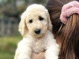 Standart Boy Irk Garantili Poodle Bebekler