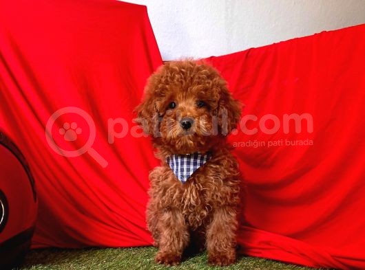 Safkan Toy Poodle Yavrularımız