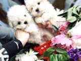 Mini Boy Maltese Sevimli Yavrular