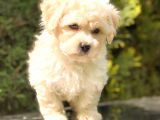 Sütlü Kahveli̇ Mi̇ni̇ Boy Malti̇poo