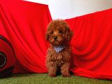 Safkan Toy Poodle Yavrularımız