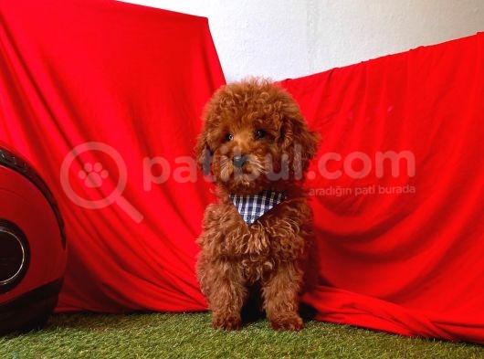 Safkan Toy Poodle Yavrularımız görsel