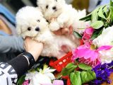 Mini Boy Maltese Sevimli Yavrular