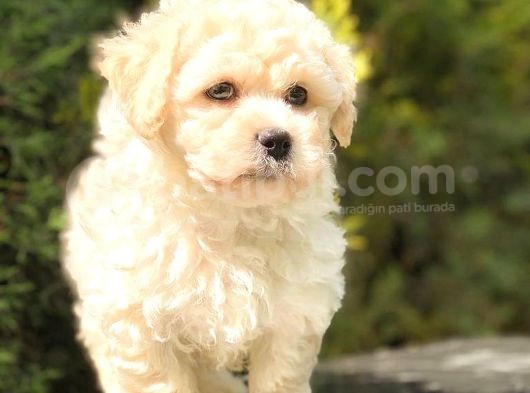 Sütlü Kahveli̇ Mi̇ni̇ Boy Malti̇poo görsel
