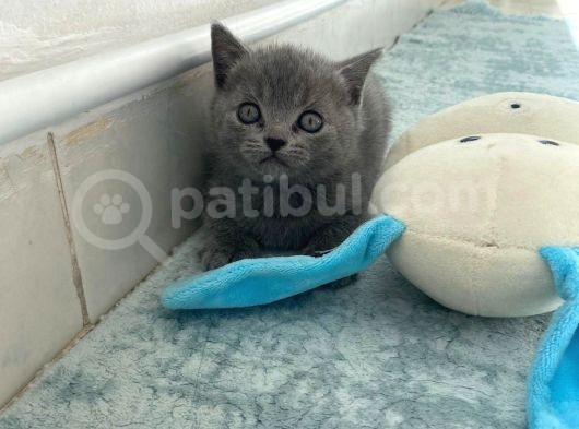 50 Günlük Yavrularımız Rezerve Edilir