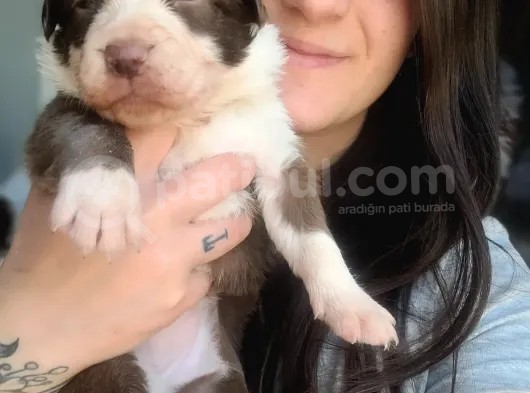 Her Renk Border Collıe Yavrular (Bursa Köpek Okulu) görsel