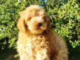 F1 Maltipoo Bebeklerim