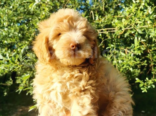 F1 Maltipoo Bebeklerim görsel