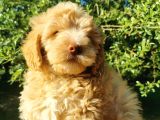 F1 Maltipoo Bebeklerim