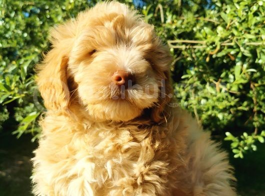 F1 Maltipoo Bebeklerim görsel