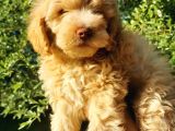 F1 Maltipoo Bebeklerim