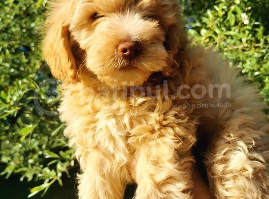 F1 Maltipoo Bebeklerim görsel