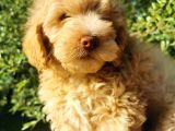 F1 Maltipoo Bebeklerim