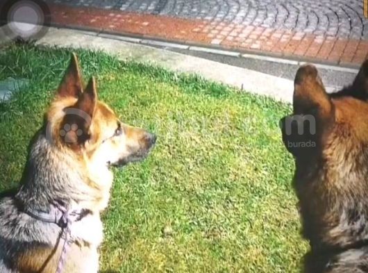 Yeni̇ Doğmuş 2 Günlük Yavrularimiz