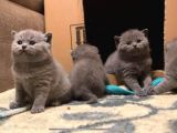 British Shorthair Kitten