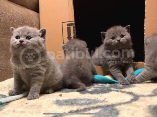 Orjinal British Shorthair Kitten görsel