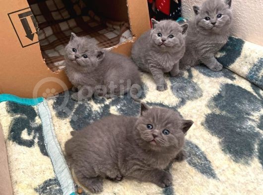 Orjinal British Shorthair Kitten