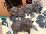 Orjinal British Shorthair Kitten