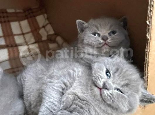 British Shorthair Kitten görsel