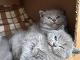 Orjinal British Shorthair Kitten