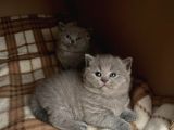 British Shorthair Kitten